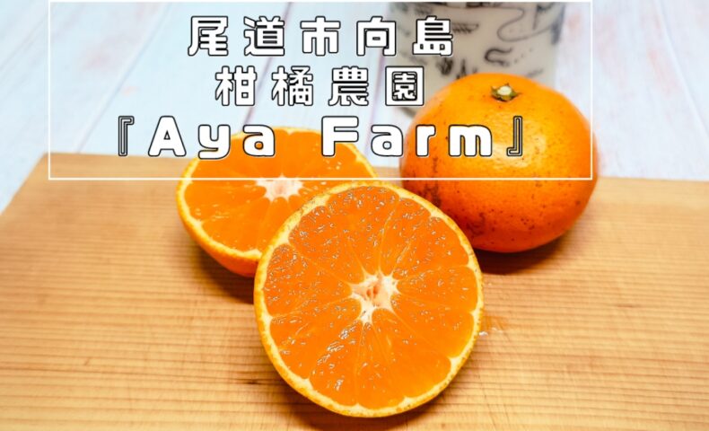 尾道市向島『Aya Farm』濃厚な甘さのみかん・爽やかな橙、「みかん狩り」も楽しめます♪